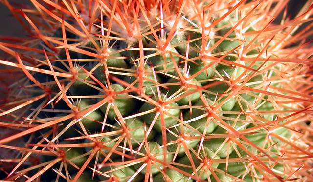 Mammillaria petterssonii (1).jpg